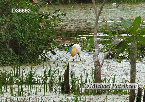 Capped Heron (Pilherodius pileatus)